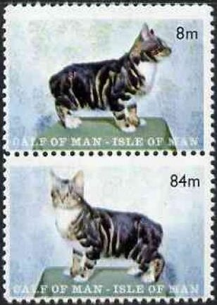 Manx Cat