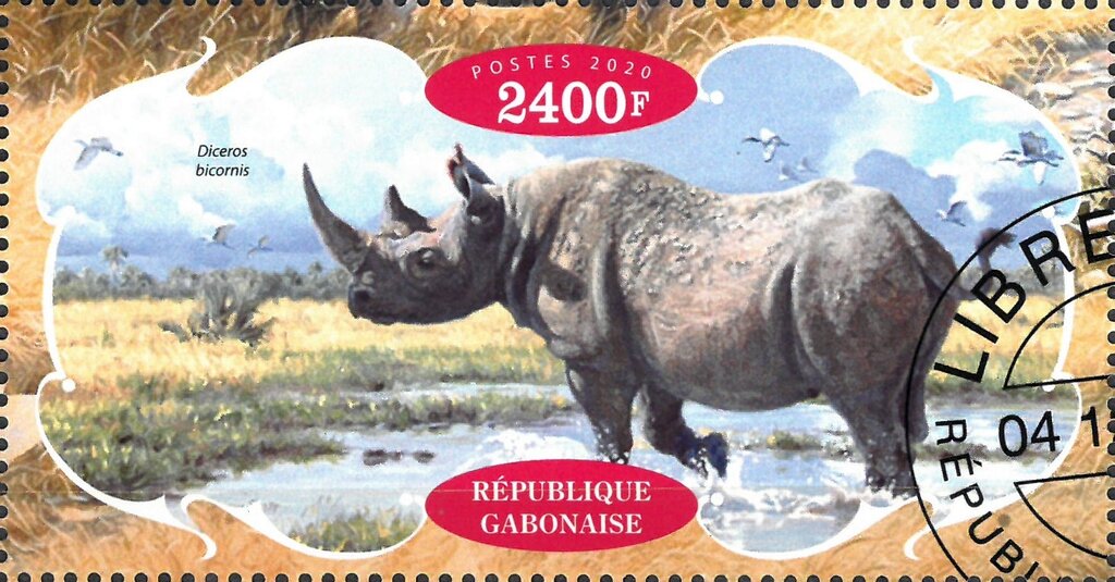 Rhinoceroses