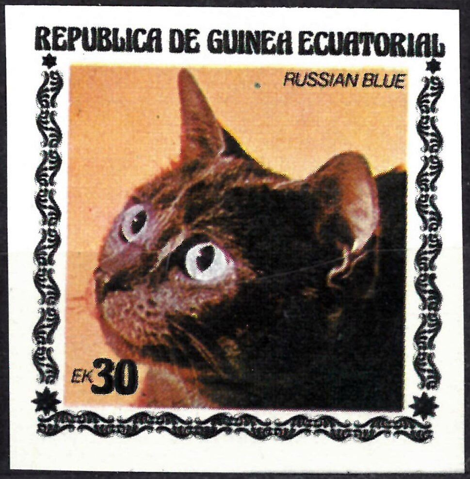 Russian Blue (Felis silvestris catus)