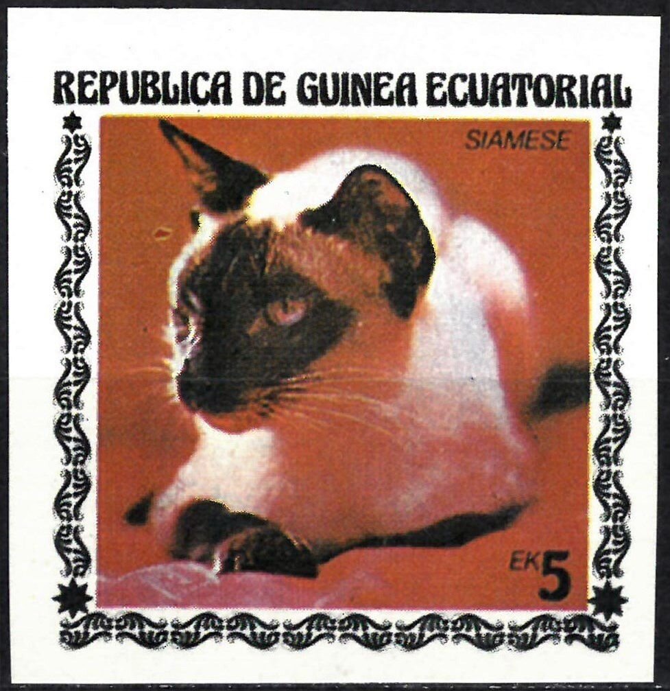 Siamese Cat (Felis silvestris catus)