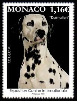 International Dog Show 2022 : Dalmatian