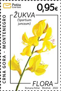Stamp, Spartium junceum, Montenegro,  , Plants (Flora)