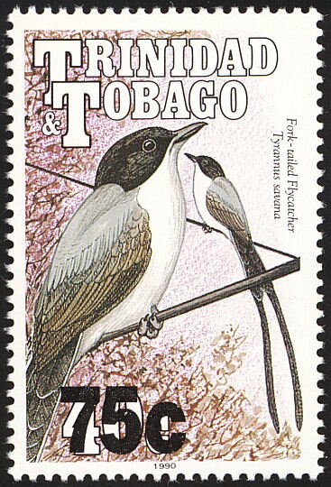Fork-tailed flycatcher (Tyrannus savana)