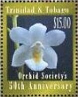Otostylis brachystalix