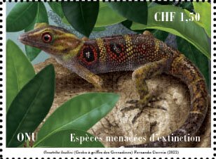 Grenadines Clawed Gecko (Gonatodes daudini)
