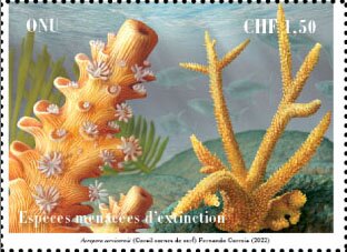 Staghorn Coral (Acropora cervicornis)