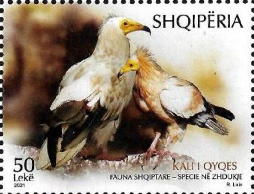 Egyptian vulture (Neophron percnopterus)