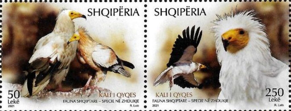Egyptian vulture (Neophron percnopterus)