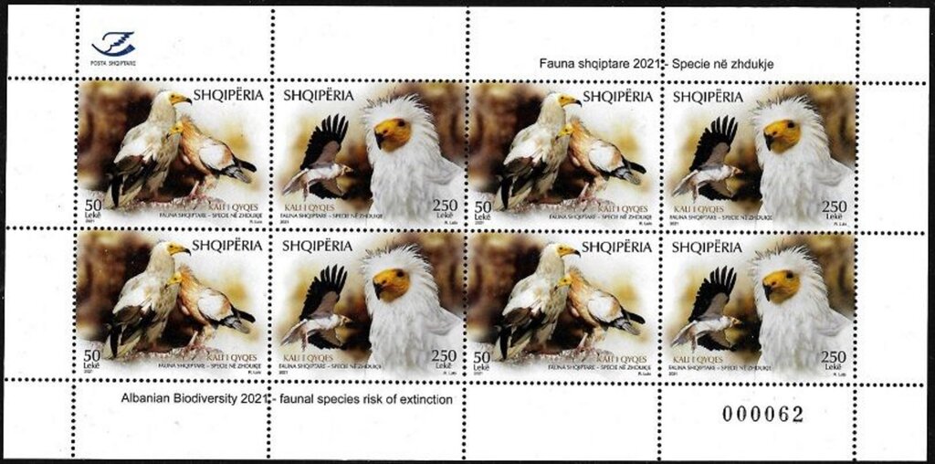 Egyptian vulture (Neophron percnopterus)