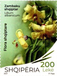 Lilium albanicum