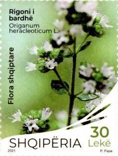Origanum heracleoticum L.