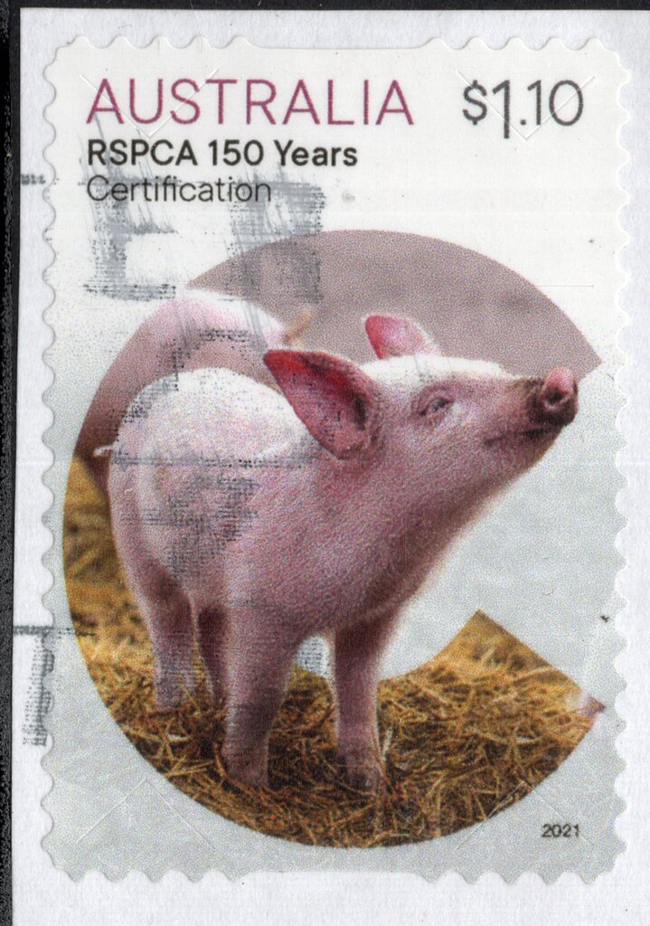 Certification : Pig