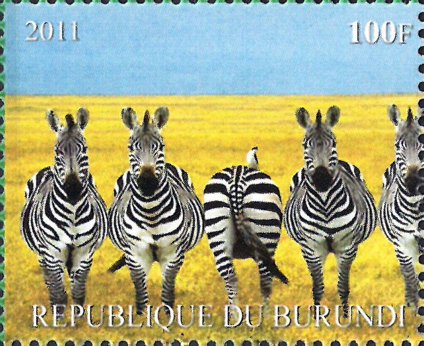 Zebras