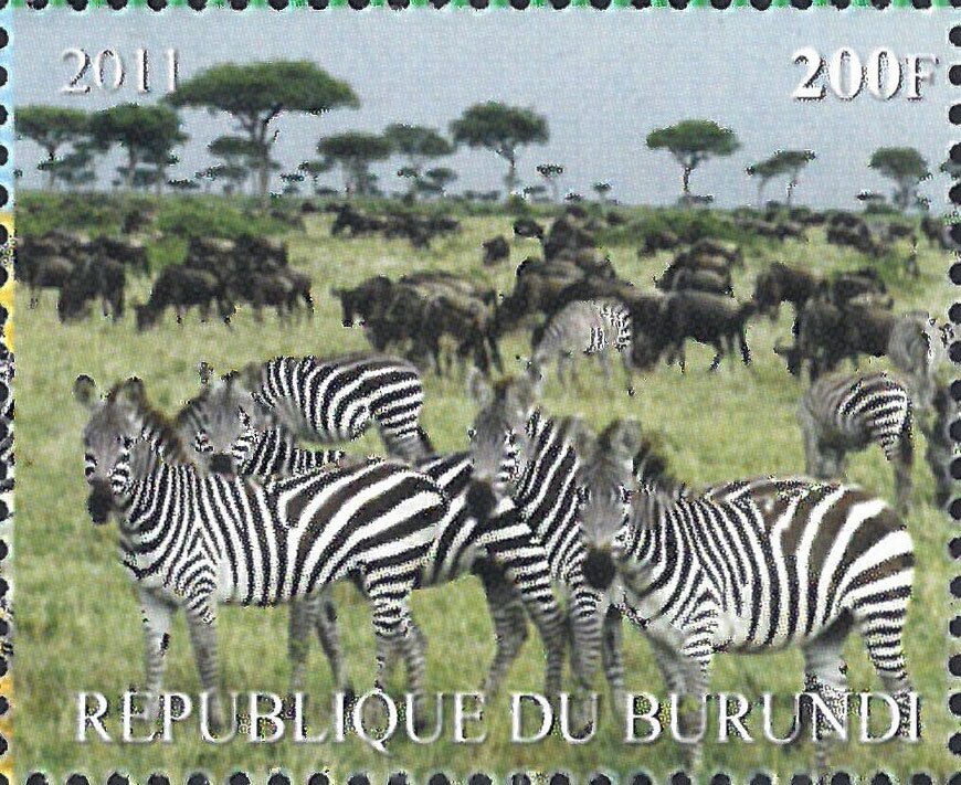 Zebras