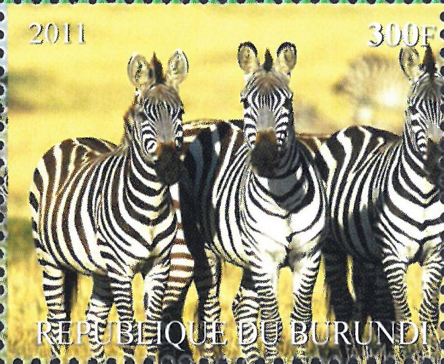 Zebras