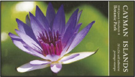 Water Lily