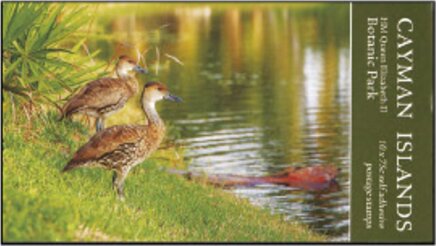 Whistling Ducks (Dendrocygna arborea)