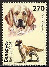 Golden Retriever (Canis lupus familiaris)