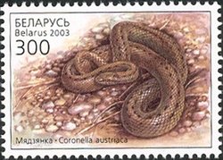 Stamp, Smooth Snake (Coronella austriaca), Belarus,  , Reptiles, Snakes, Animals (Fauna)