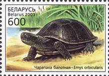 European Pond Turtle (Emys orbicularis)