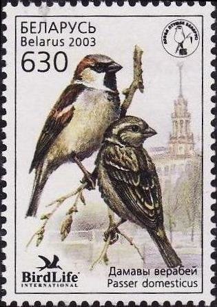 House Sparrow (Passer domesticus)