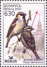 House Sparrow (Passer domesticus)
