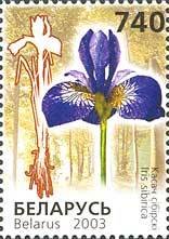 Trollius europaeus