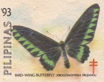 Bird-Wing Butterfly