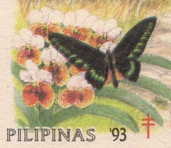Bird-Wing Butterfly and Waling-Waling