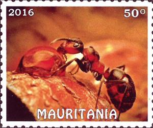 Stamp, Insects, Cinderellas,  , Insects