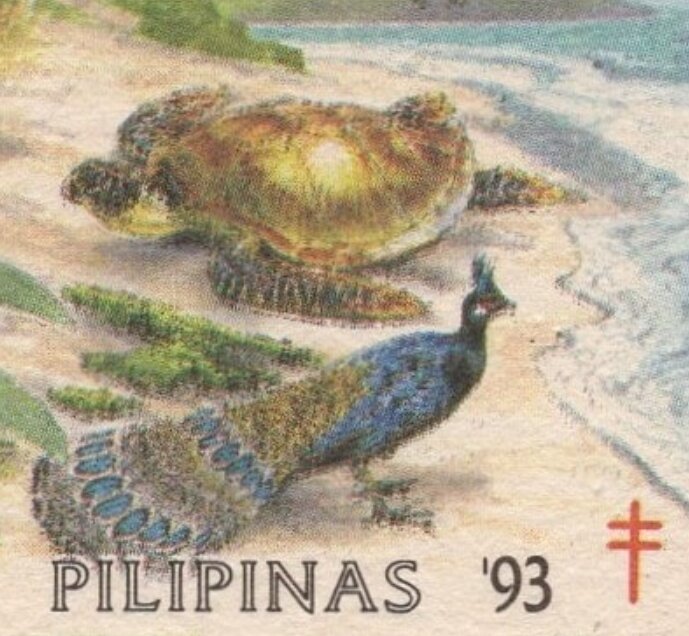 Pawikan and Tandikan