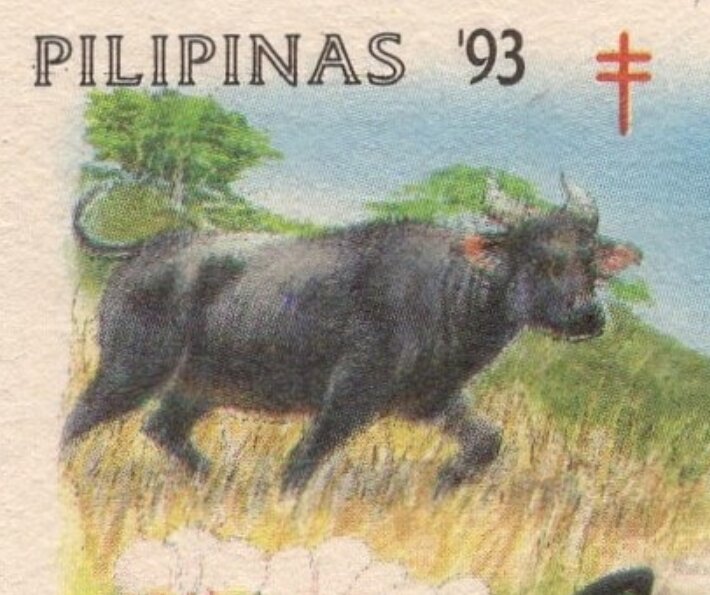 Tamaraw