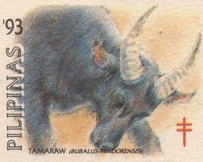 Tamaraw