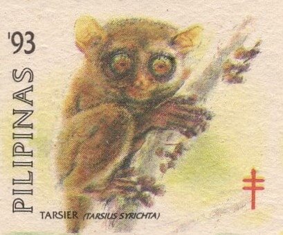 Tarsier