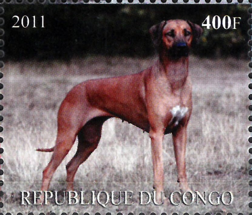 Dogs