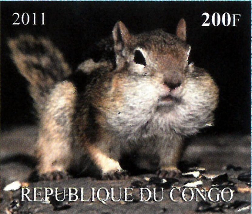 Squirrels