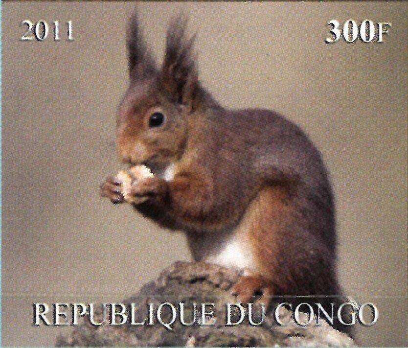 Squirrels