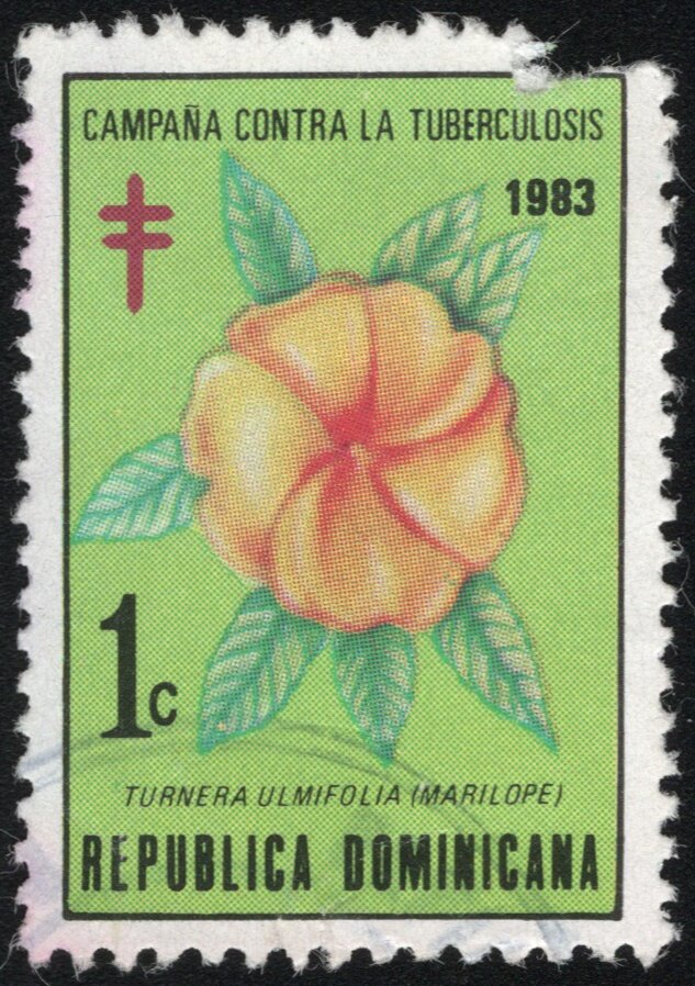 Marilope (Turnera ulmifolia)