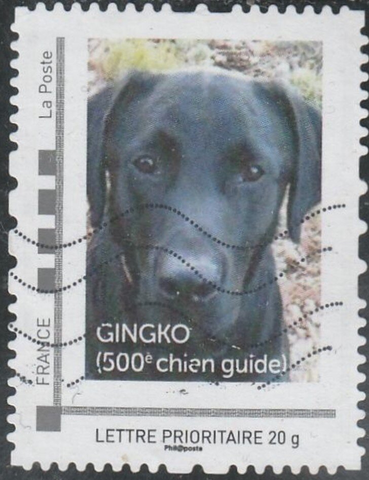 Gingko 500th Chiens guides