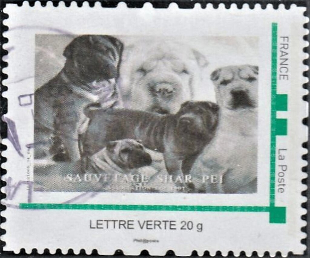 Sauvetage Chien Shar Pei