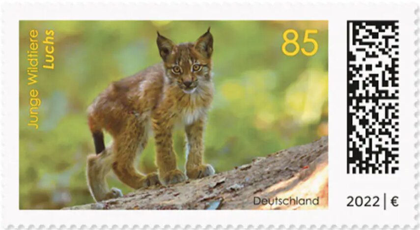 Lynx Cub