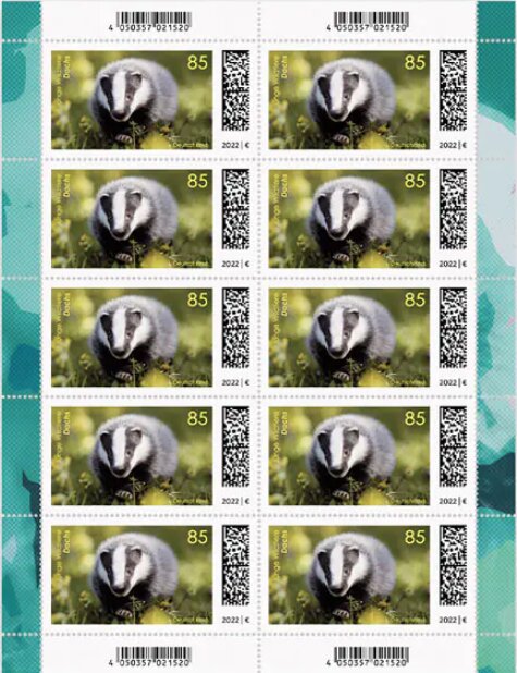Young Badger