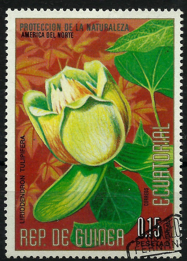 Liriodendron tulipifera