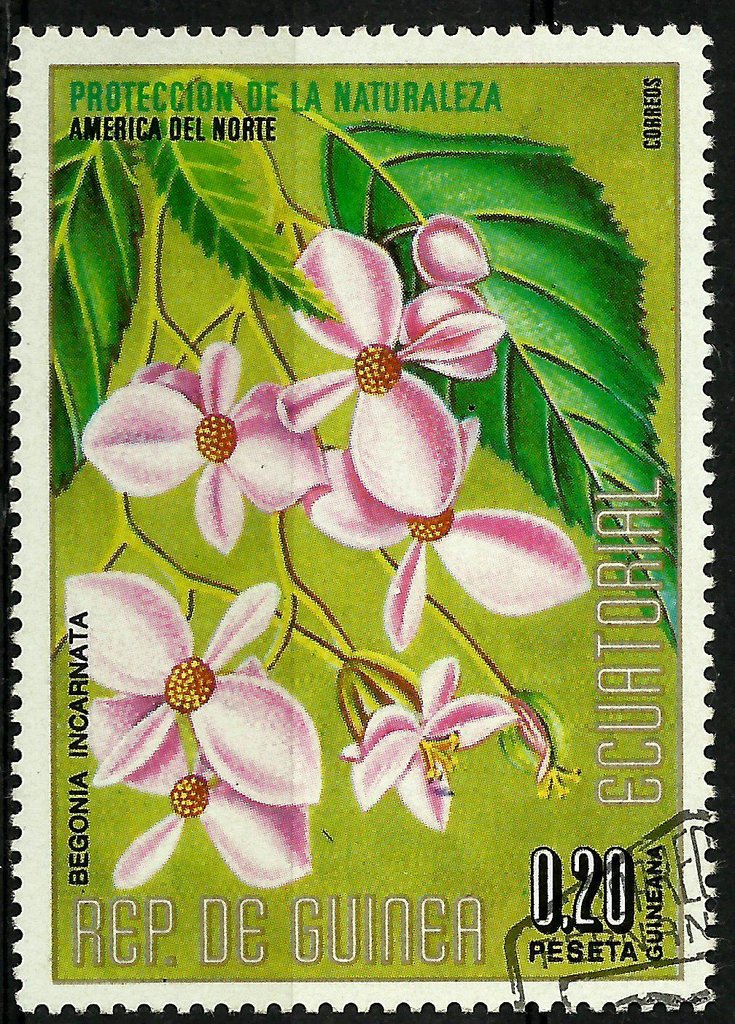 Begonia incarnata