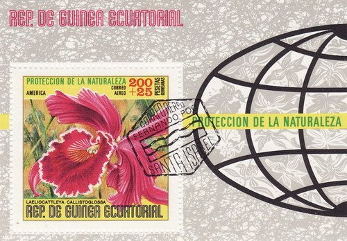 Laeliocattleya callistoglossa