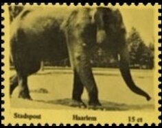 Elephant