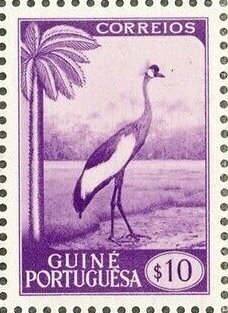 Black Crowned Crane (Balearica pavonina)