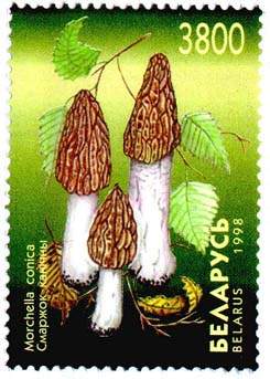 Stamp Mushrooms - Morchella conica