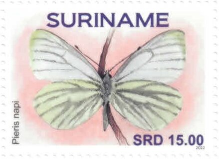 Pieris napi