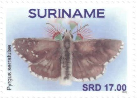 Pyrgus serratulae